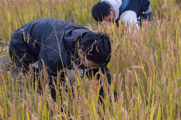 1700567109591419.jpg 图二.jpg